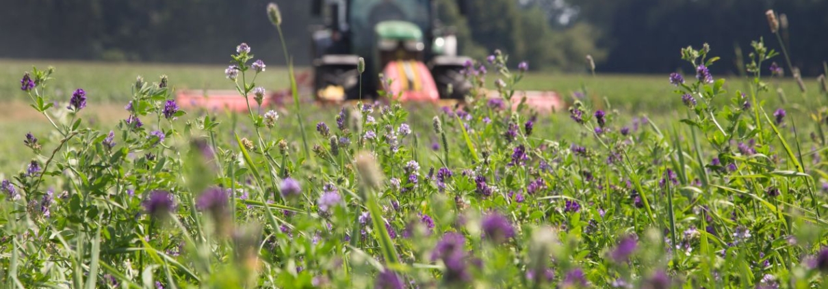 Blick auf wild wachsende Wiese mit violetten Blueten vor der Bearbeitung durch einen Flaechenhaecksler im Hintergrund