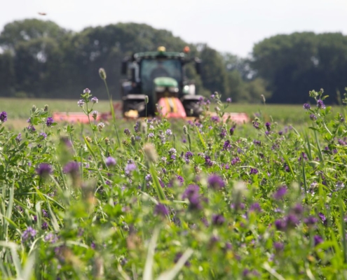 Blick auf wild wachsende Wiese mit violetten Blueten vor der Bearbeitung durch einen Flaechenhaecksler im Hintergrund